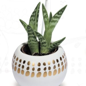 Bomboniere Solidali Quadrifoglio - Vaso porta-piante in Porcellana Bianco e Oro